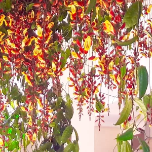 Thunbergia mysorensis | Mysore Clock Vine