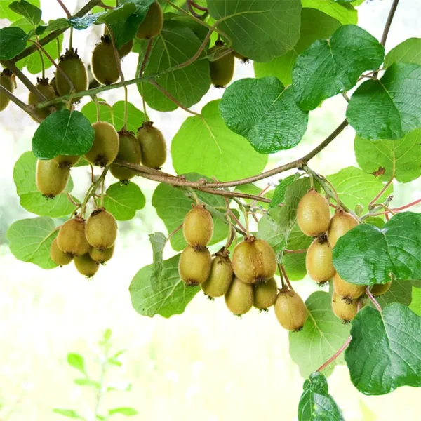 Grafted Kiwi fruit Actinidia deliciosa Plant