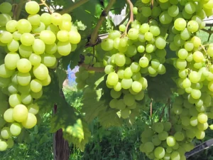 Buy Grapevine at Wholesale Price