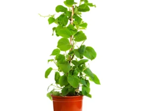 Grafted Kiwi fruit Actinidia deliciosa Plant