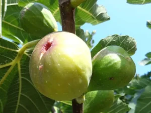 Anjeer Plant Indian Fig, Common fig