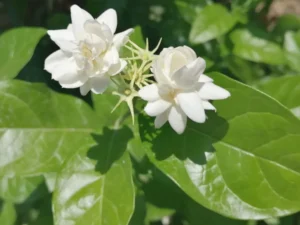 Buy Arabian Jasmine | Jasminum Sambac at Wholesale Price