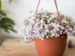 Turtle vine, | Callisia repens Plant