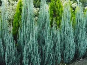Blue Arrow Juniperus | Wichita Blue Plants