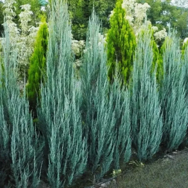 Blue Arrow Juniperus | Wichita Blue Plants