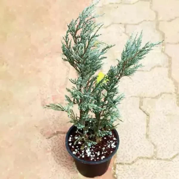 Blue Arrow Juniperus | Wichita Blue Plants