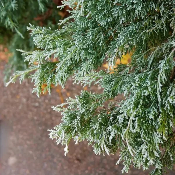 Blue Arrow Juniperus | Wichita Blue Plants