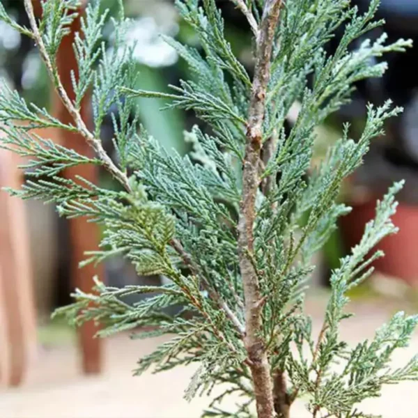 Blue Arrow Juniperus | Wichita Blue Plants