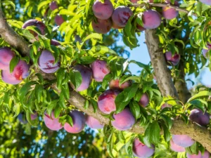 Plum Plant (Prunus Domestica) Aloo Bukhara