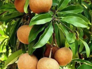 Chiku plant | Sapodilla (Cricket Ball)