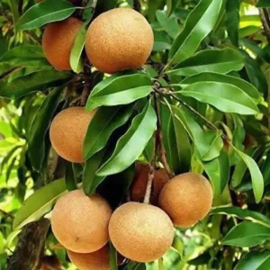 Chiku plant | Sapodilla (Cricket Ball)