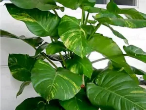 Money plant, Green Pothos | Money plant (Big leafs) Plant