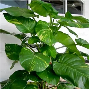 Green Pothos | Money plant (Big leafs) Plant