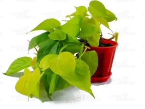 Philodendron Oxycardium, Golden Plants