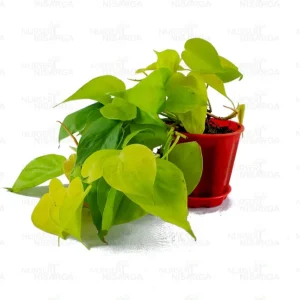 Philodendron Oxycardium Golden Plants