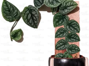 Monstera Dubia Variegated Shingling Houseplant