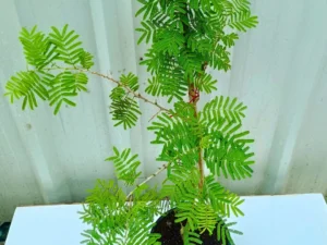Shami Patra, Tree of Dhanishta Nakshatra  Plant