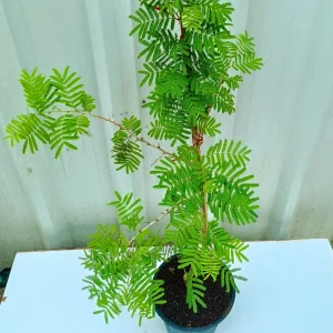 Shami Patra, Tree of Dhanishta Nakshatra  Plant