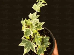 Maple Ivy Plant Variegated