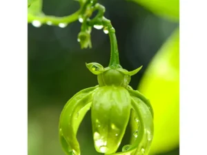 Hari champa (Artabotrys hexapetalus) Plant