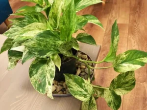Marble Queen, Marble Queen Pothos, Money Plant