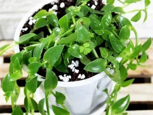 Callisia Repens, Turtle Vine (Green) Plant