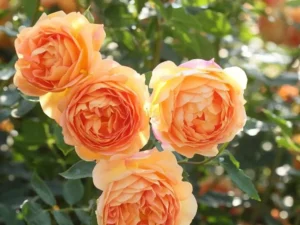 Creeping, Climbing Rose Plant (Orange)