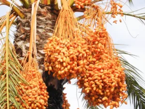 Date Palm, Khajur (Phoenix dactylifera)  Plant