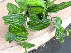 Monstera Peru Plant