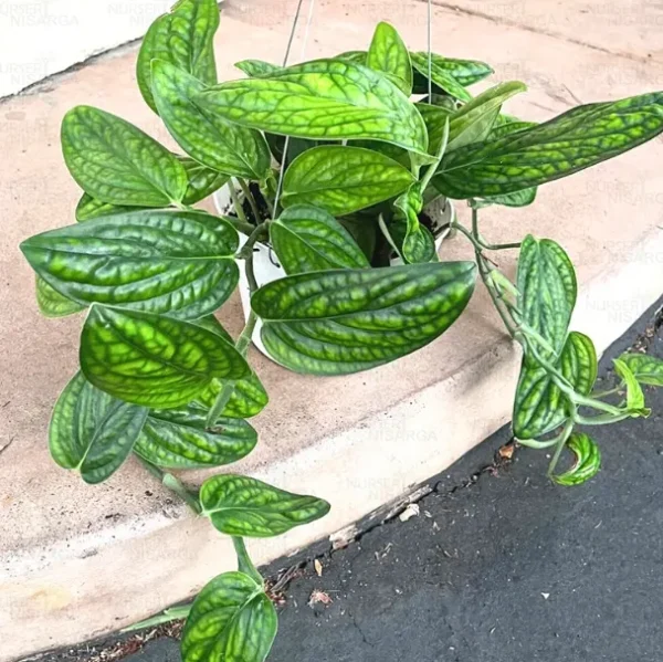 Monstera Peru Plant