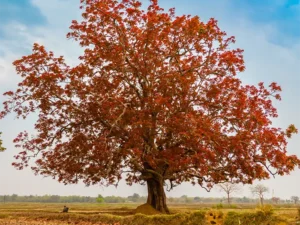 Schleichera Oleosa, Kusum tree