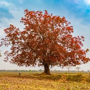 Schleichera Oleosa, Kusum tree