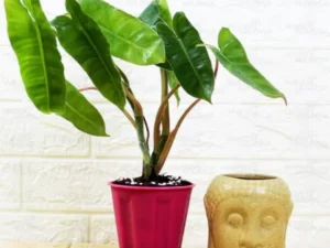 Philodendron Plant