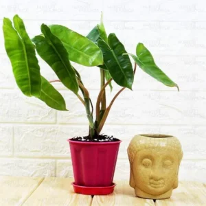 Philodendron Plant