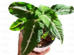 Syngonium Wendlandii | Velvet Arrow-Head Plant