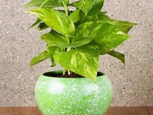 Buy Green Money Plant, Pothos | Epipremnum aureum at Wholesale Price