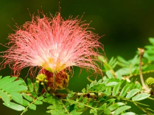 Samanea saman, Rain Tree, Monkeypod Tree