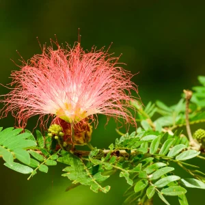 Samanea saman, Rain Tree, Monkeypod Tree