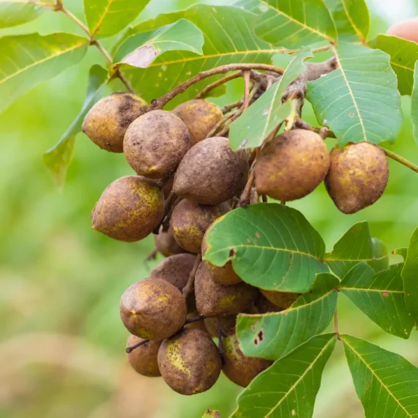 Schleichera Oleosa, Kusum tree