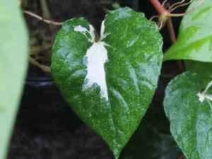 Variegated Maghai Paan