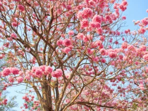 Tabebuia Rosea, Pink Poui