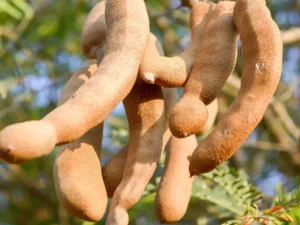 Imli Tree | Tamarind Tamarindus indica Plants