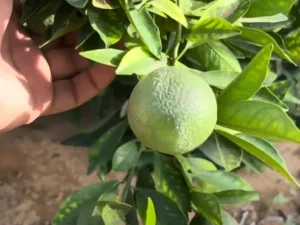 Dwarf Sweet China Mosambi (Citrus limetta)