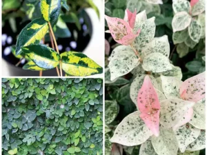 Wall Creepers & Climbing Plant (Pack of 3)