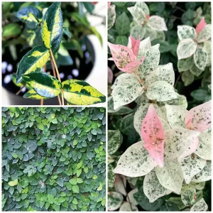 Wall Creepers & Climbing Plant (Pack of 3)