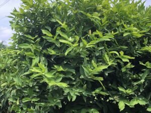 Water Apple -Syzygium samarangense