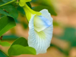 White Aparajita (Clitoria Ternatea)Plant