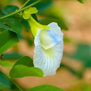 White Aparajita (Clitoria Ternatea)Plant