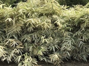White Bamboo
