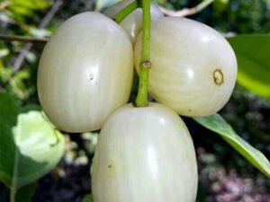White Jamoon Syzygium Cumini